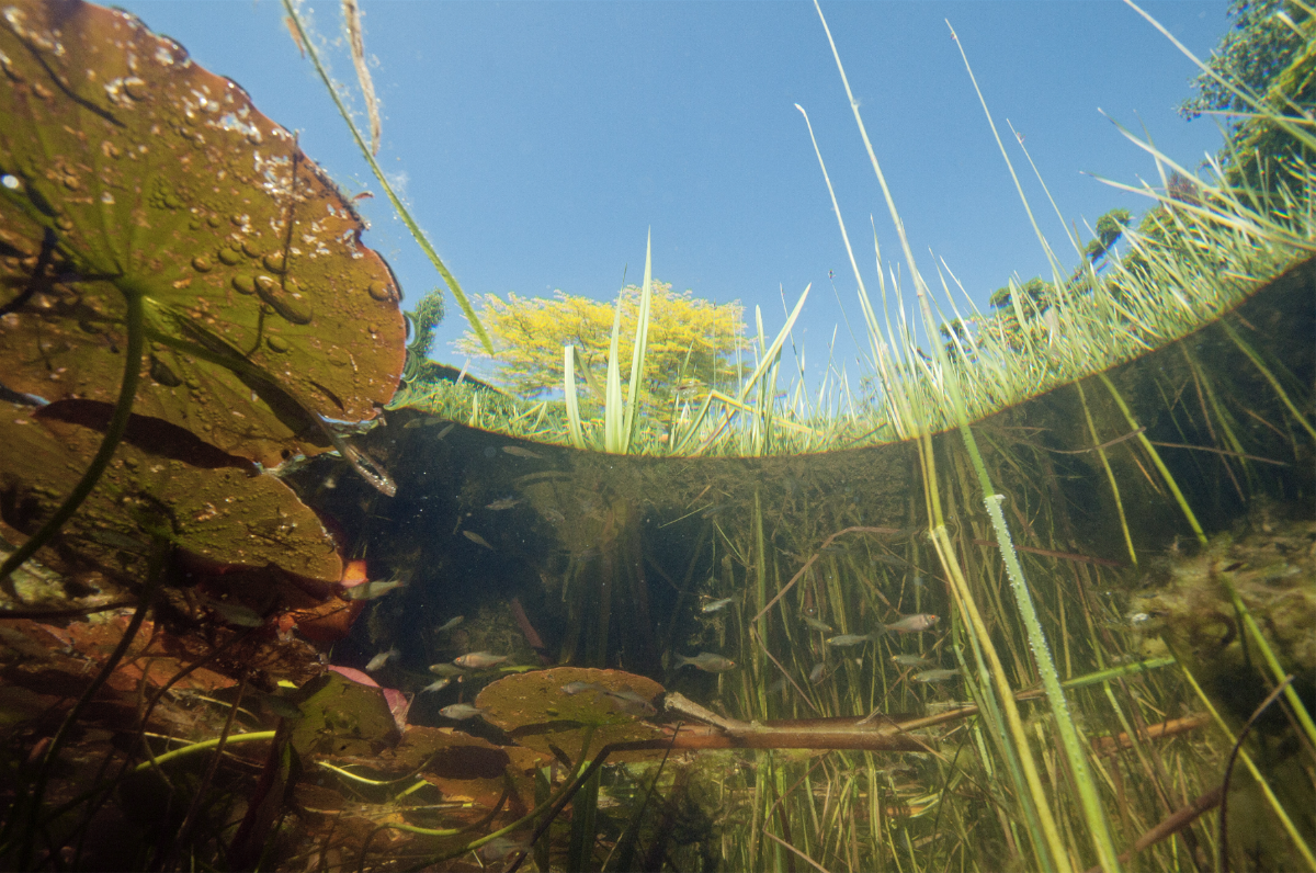 Een onderwater afbeelding van waterlelies en andere waterplanten
